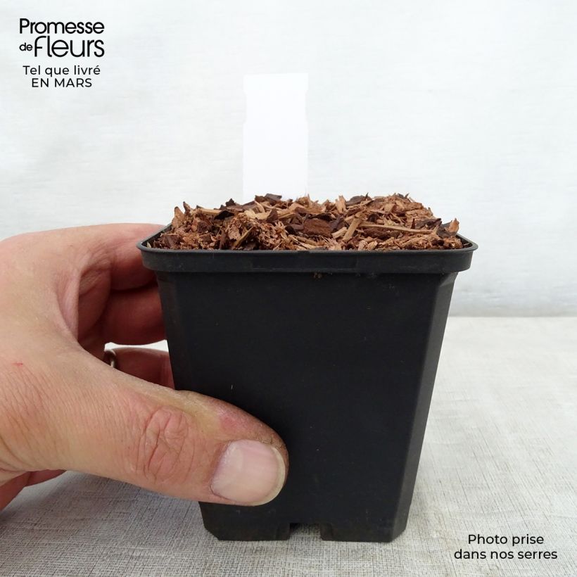 Exemplaar van Trillium recurvatum Kweekpotje van 8/9 cm zoals geleverd in de lente