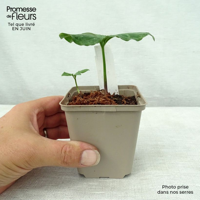 Exemplaar van Trillium sessile - Drieblad Kweekpotje van 8/9 cm zoals geleverd in de zomer