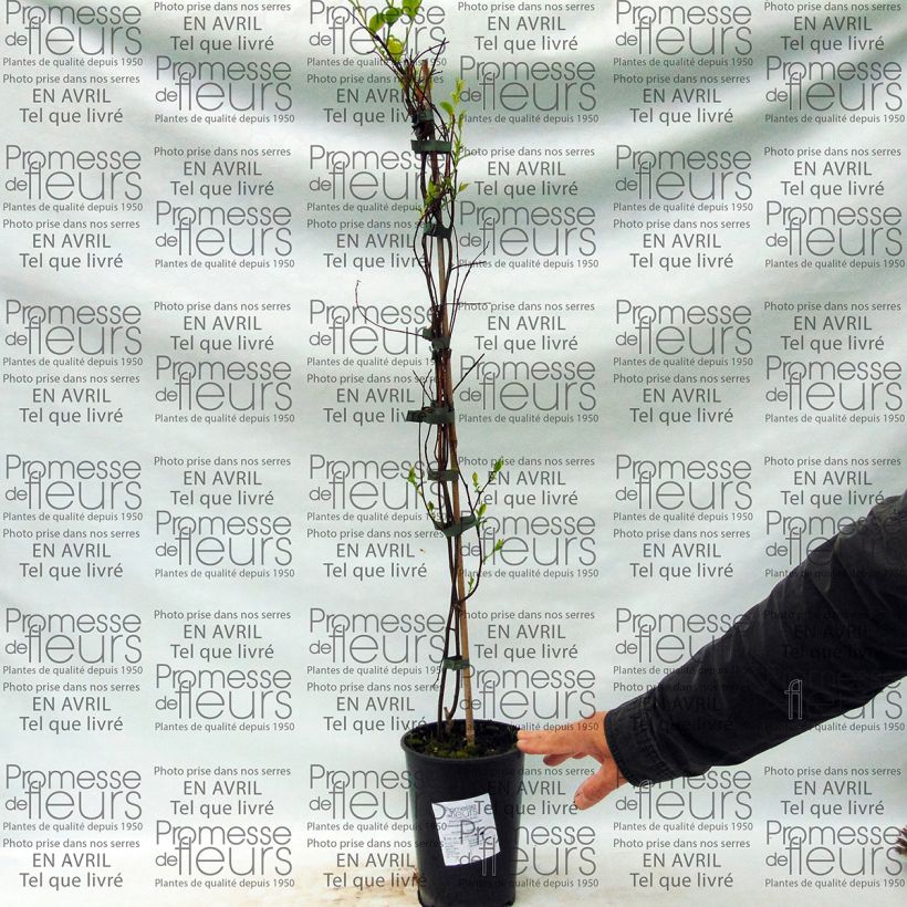 Voorbeeld van een exemplaar van Tripterygium hypoglaucum Pot van 2 l/3 l zoals geleverd