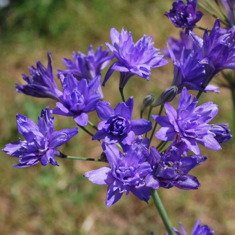 Triteleia Aquarius - Brodiaea (Bloei)