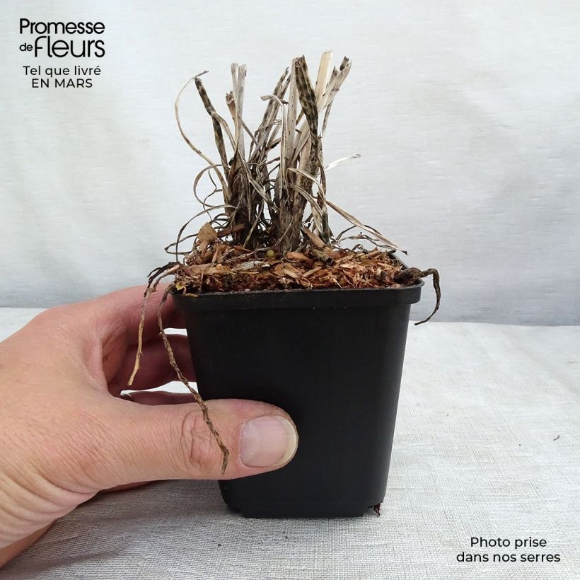 Exemplaar van Kniphofia Banana Popsicle - Vuurpijl Kweekpotje van 8/9 cm zoals geleverd in de lente