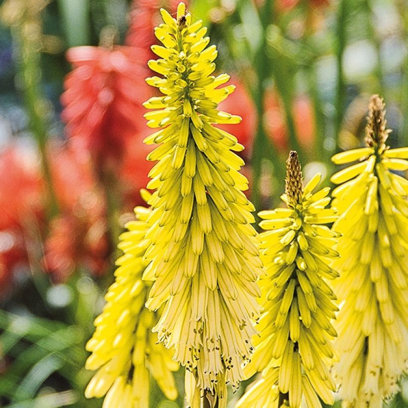 Kniphofia Lemon Popsicle - Vuurpijl (Bloei)