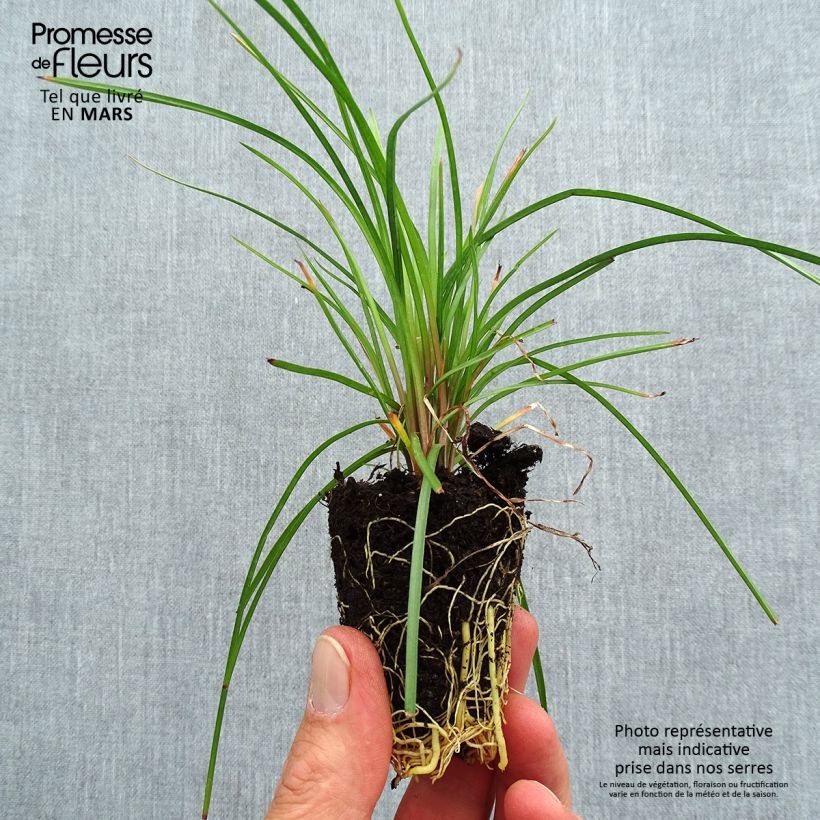 Exemplaar van Kniphofia Lemon Popsicle - Vuurpijl Mini-mot Ø 3/4 cm zoals geleverd in de lente