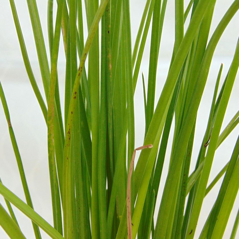 Kniphofia Nancy's Red - Vuurpijl (Blad)