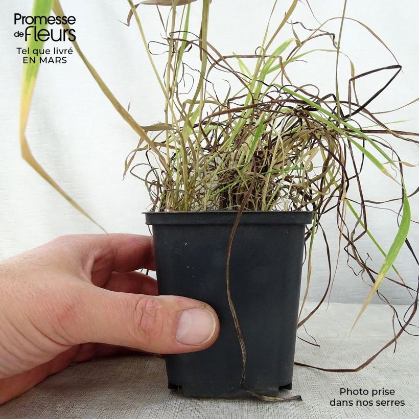 Exemplaar van Kniphofia Nancy's Red - Vuurpijl Kweekpotje van 8/9 cm zoals geleverd in de lente