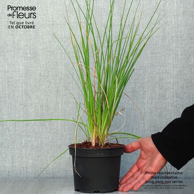 Exemplaar van Kniphofia Nancy's Red - Vuurpijl Pot van 2 l/3 l zoals geleverd in de herfst
