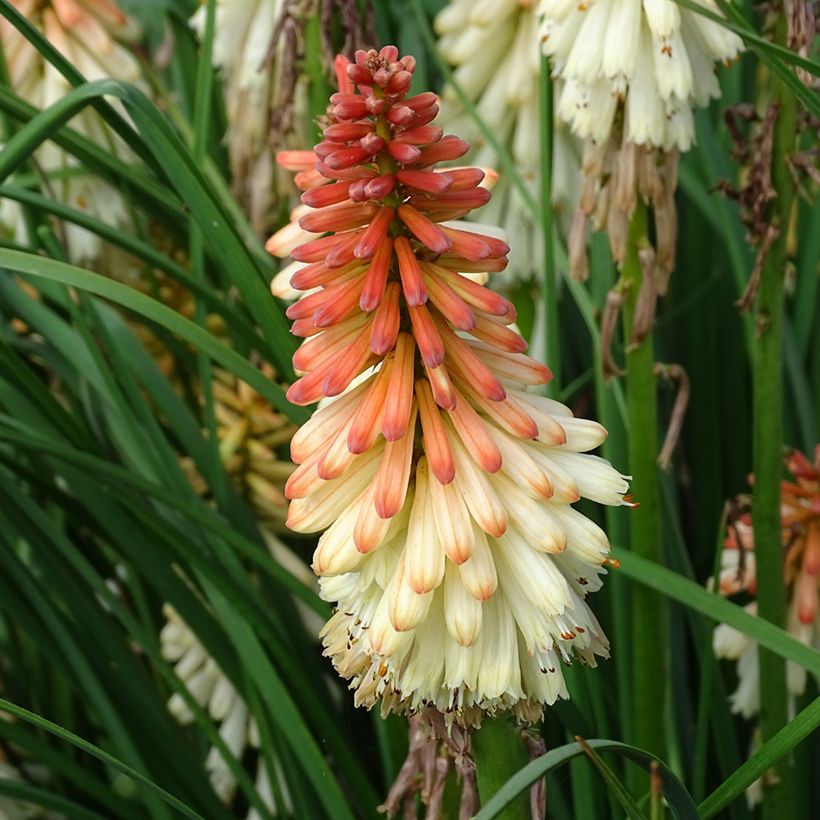 Kniphofia uvaria Orange Vanilla Popsicle - Vuurpijl (Bloei)