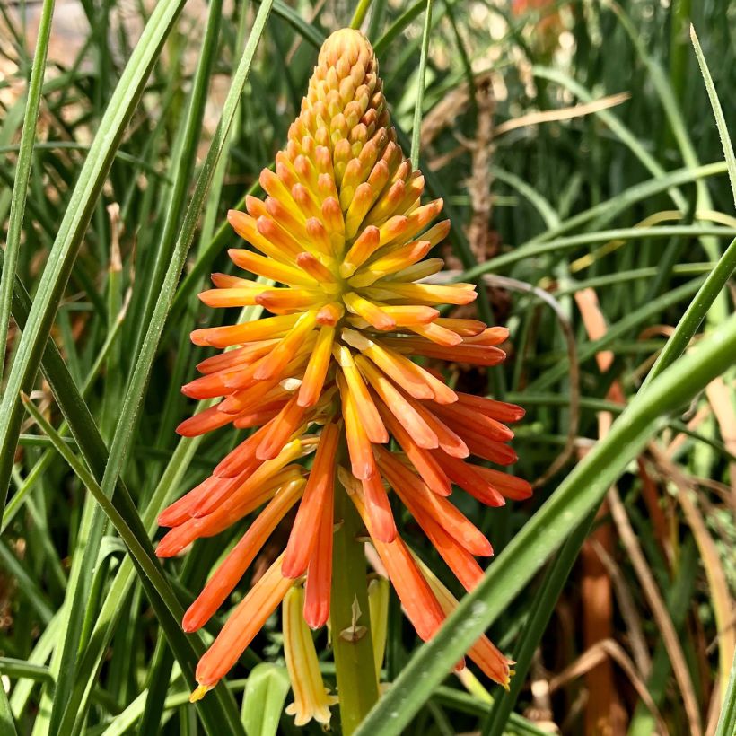 Kniphofia Papaya Popsicle - Vuurpijl (Bloei)