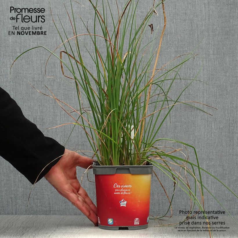 Exemplaar van Kniphofia Papaya Popsicle - Vuurpijl Pot van 2 l/3 l zoals geleverd in de herfst