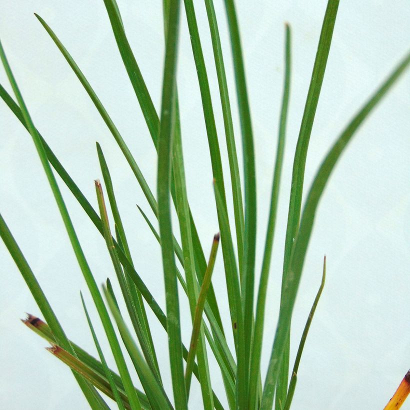 Kniphofia Pineapple Popsicle - Vuurpijl (Blad)