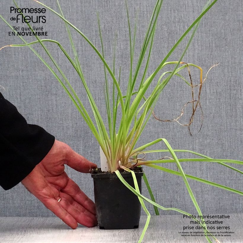 Exemplaar van Kniphofia Royal Standard - Vuurpijl Kweekpotje van 8/9 cm zoals geleverd in de herfst