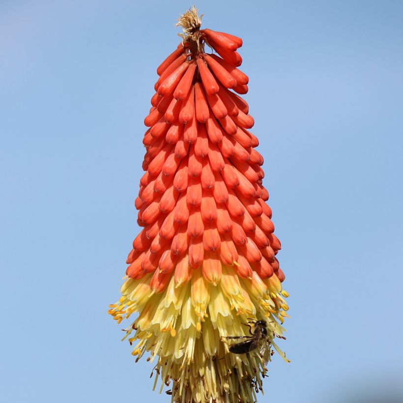 Kniphofia Traffic Lights - Vuurpijl (Bloei)
