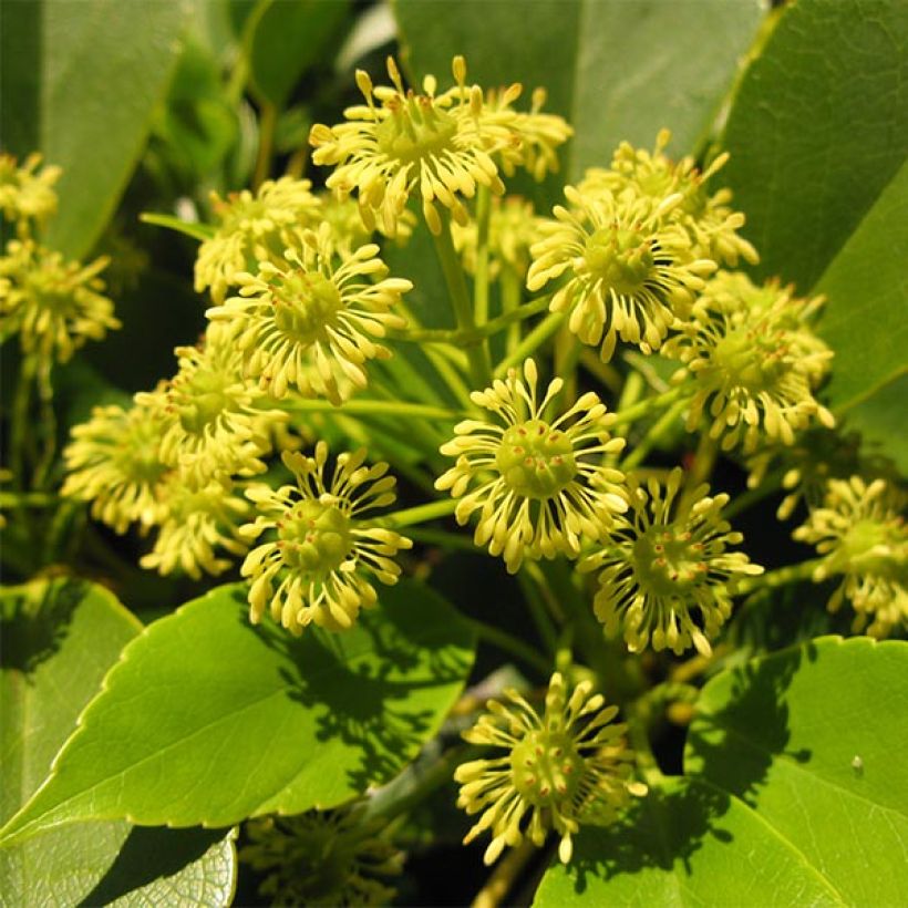 Trochodendron aralioides - Wieltjesboom (Bloei)