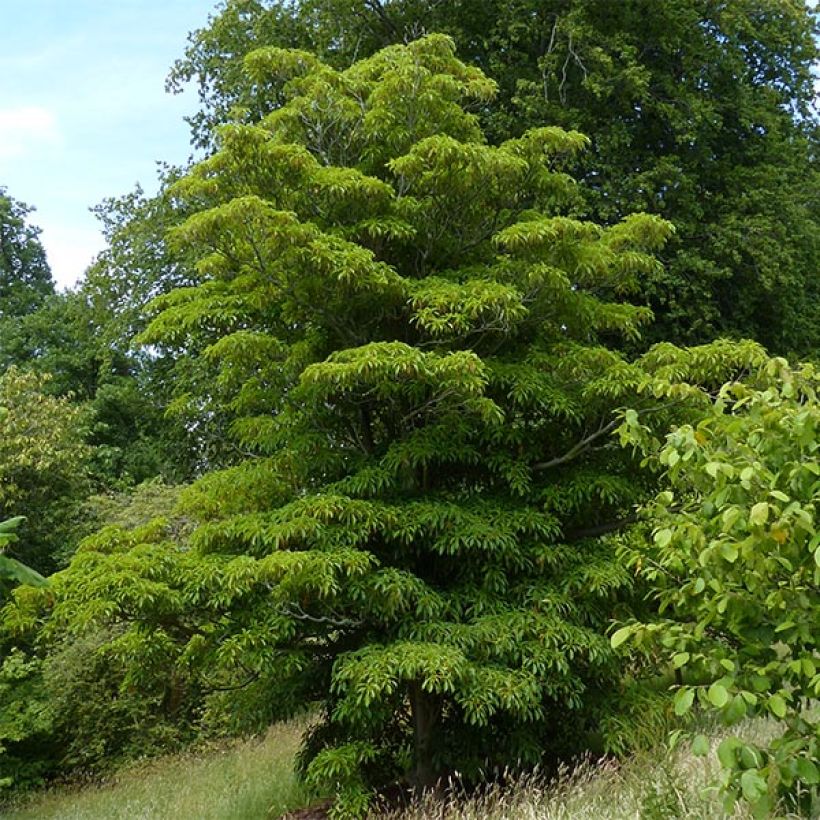 Trochodendron aralioides - Wieltjesboom (Groeiplaats)