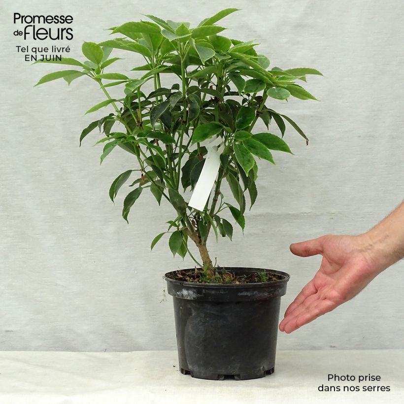 Exemplaar van Trochodendron aralioides - Wieltjesboom Pot van 4 l/5 l zoals geleverd in de zomer