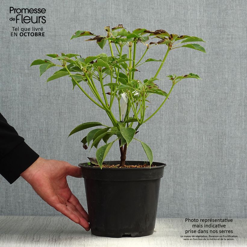Exemplaar van Trochodendron aralioides - Wieltjesboom Pot van 4 l/5 l zoals geleverd in de herfst