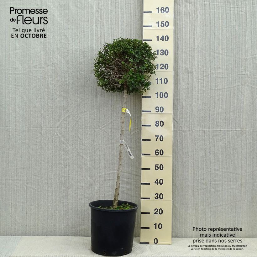Exemplaar van Ligustrum delavayanum - Yunnanliguster Pot van 12 l/15 l, Kwartstam zoals geleverd in de herfst