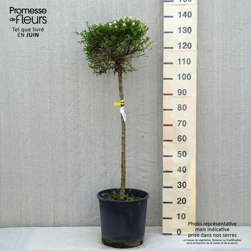 Exemplaar van Ligustrum delavayanum - Yunnanliguster Pot van 12 l/15 l, Kwartstam zoals geleverd in de lente