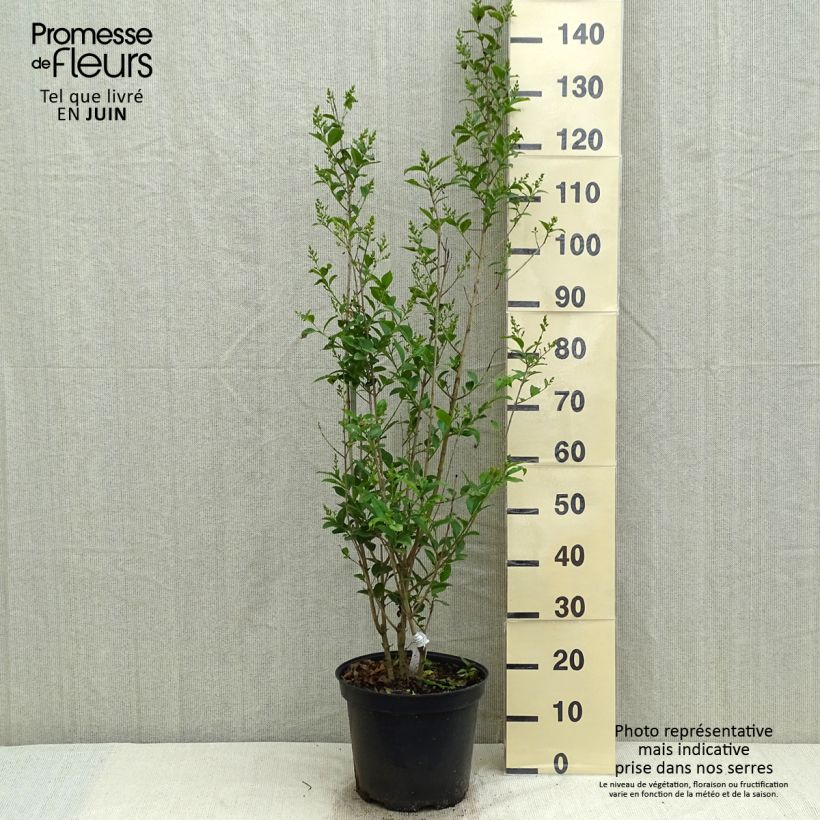 Exemplaar van Haagliguster - Ligustrum ovalifolium Pot van 7,5 l/10 l zoals geleverd in de lente