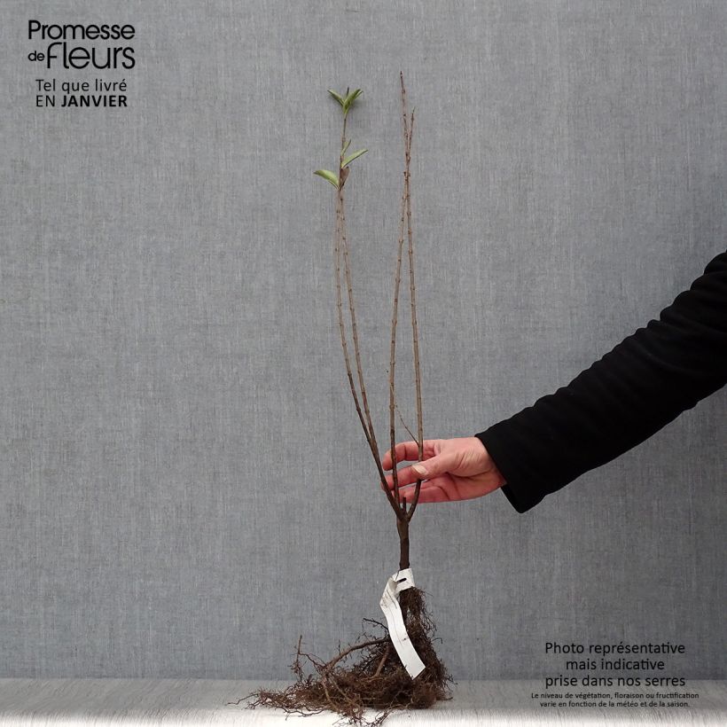 Exemplaar van Haagliguster - Ligustrum ovalifolium Naakte wortel zoals geleverd in de winter