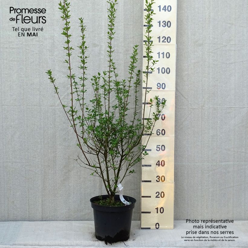 Example of Ligustrum vulgare Atrovirens - Wilde liguster Pot van 7,5 l/10 l as you get in printemps