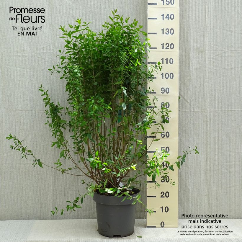Example of Ligustrum vulgare Atrovirens - Wilde liguster Pot van 12 l/15 l as you get in printemps