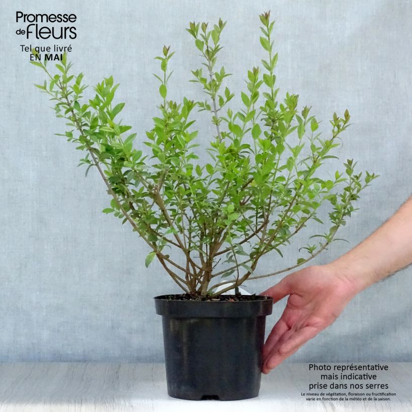 Example of Ligustrum vulgare Atrovirens - Wilde liguster Pot van 2 l/3 l as you get in printemps