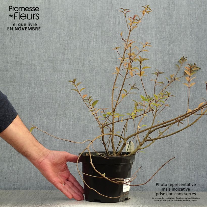 Exemplaar van Ligustrum vulgare Atrovirens - Wilde liguster Pot van 2 l/3 l zoals geleverd in de herfst