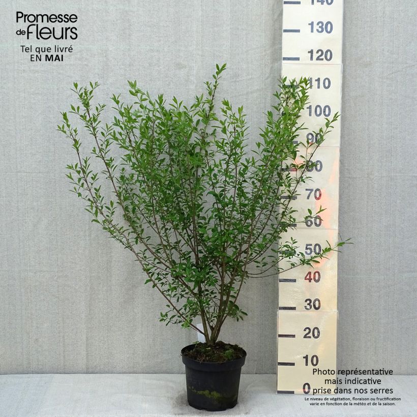 Example of Ligustrum vulgare Atrovirens - Wilde liguster Pot van 4 l/5 l as you get in printemps