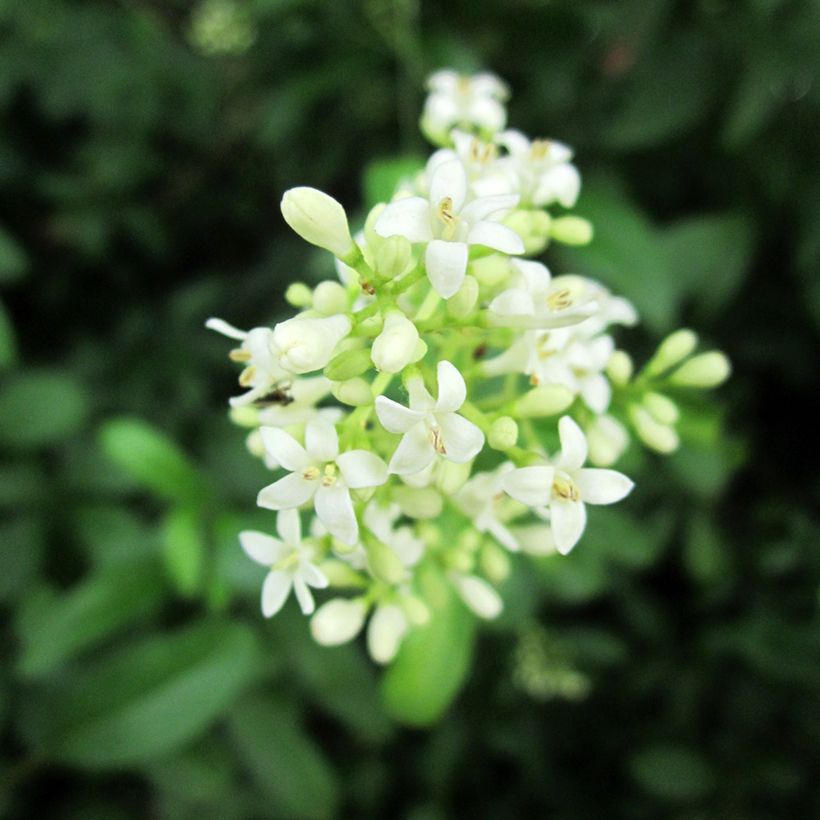 Ligustrum vulgare - Wilde liguster (Bloei)