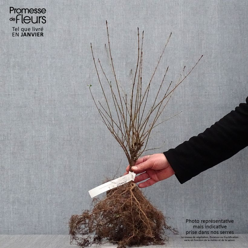 Exemplaar van Ligustrum vulgare Lodense - Wilde liguster Naakte wortel zoals geleverd in de winter