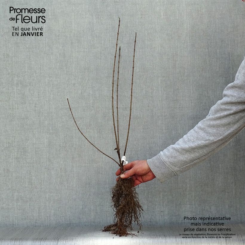 Exemplaar van Ligustrum vulgare - Wilde liguster Naakte wortel zoals geleverd in de winter