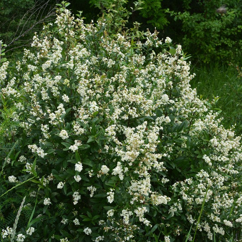 Ligustrum vulgare - Wilde liguster (Groeiplaats)