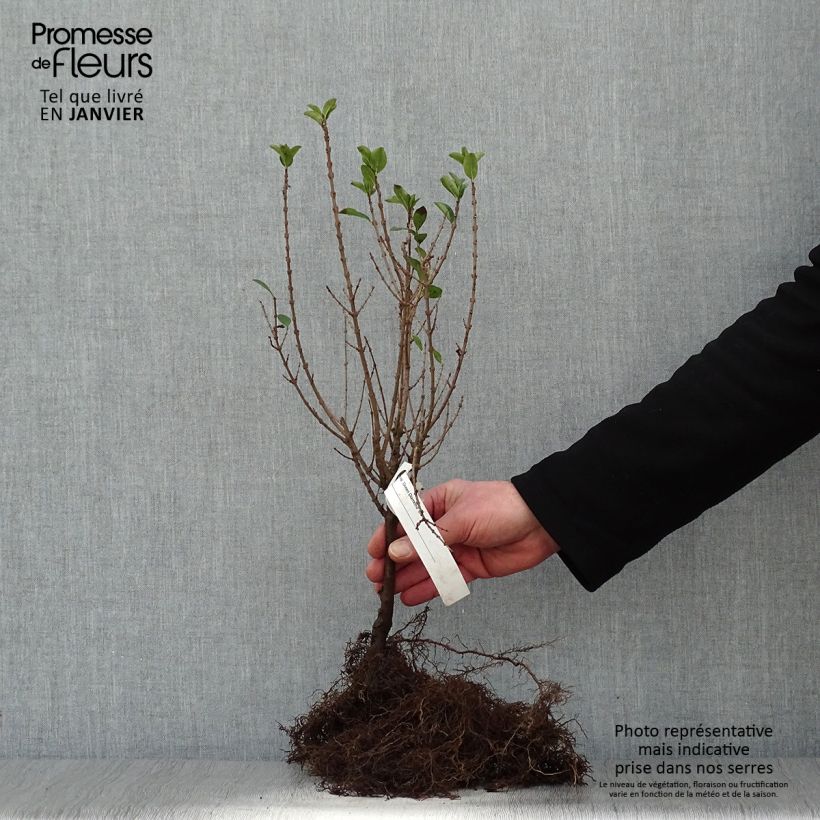 Exemplaar van Ligustrum ovalifolium Green Diamond - Haagliguster Naakte wortel zoals geleverd in de winter