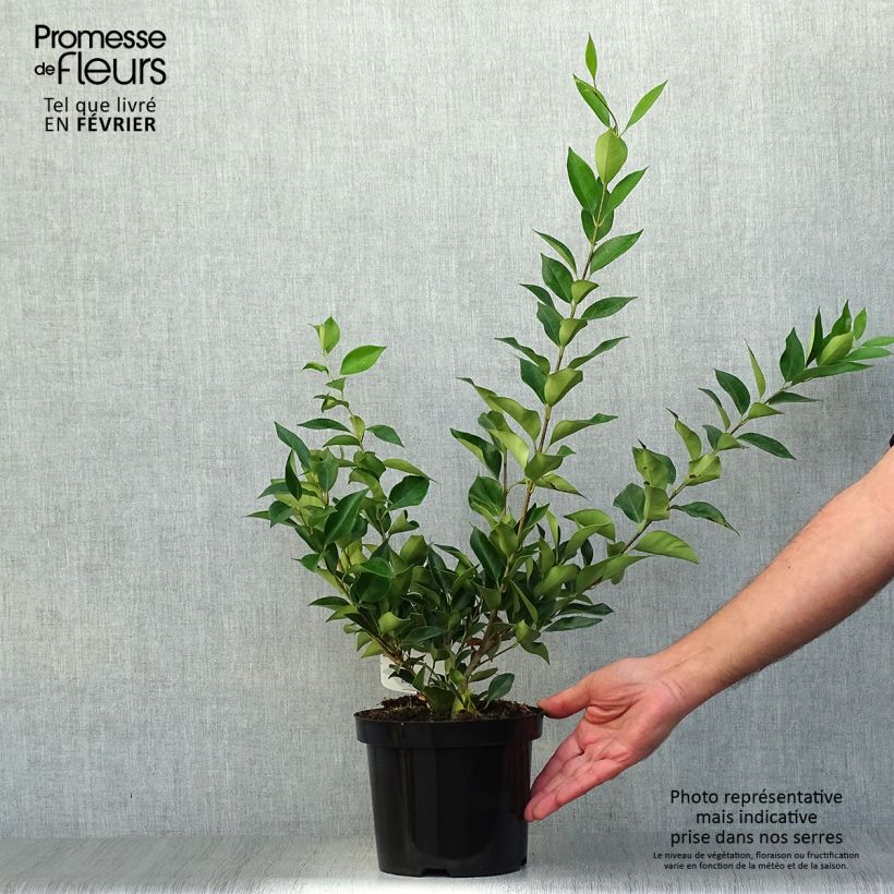 Exemplaar van Ligustrum lucidum - Chinese liguster Pot van 2 l/3 l zoals geleverd in de herfst