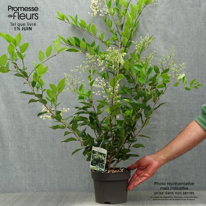 Exemplaar van Ligustrum lucidum - Chinese liguster Pot van 2 l/3 l zoals geleverd in de zomer