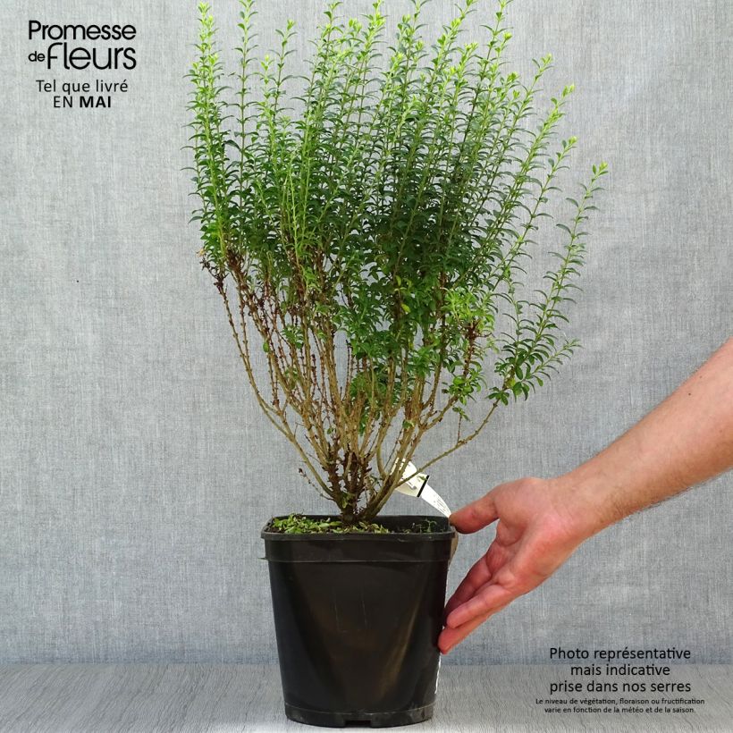 Example of Ligustrum sinense Eugene Clive - Chinese liguster Pot van 4 l/5 l as you get in printemps