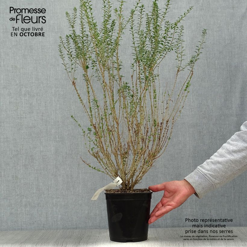 Exemplaar van Ligustrum sinense Eugene Clive - Chinese liguster Pot van 4 l/5 l zoals geleverd in de herfst