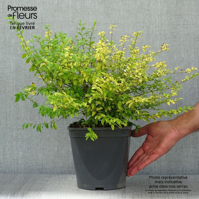 Exemplaar van Ligustrum sinense Sunshine - Chinese liguster Pot van 4 l/5 l zoals geleverd in de herfst
