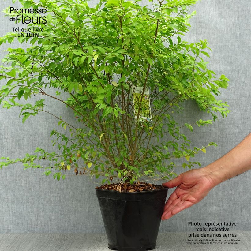 Exemplaar van Ligustrum sinense Sunshine - Chinese liguster Pot van 4 l/5 l zoals geleverd in de zomer