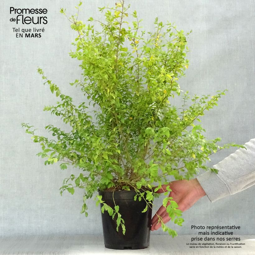 Exemplaar van Ligustrum sinense Sunshine - Chinese liguster Pot van 4 l/5 l zoals geleverd in de lente