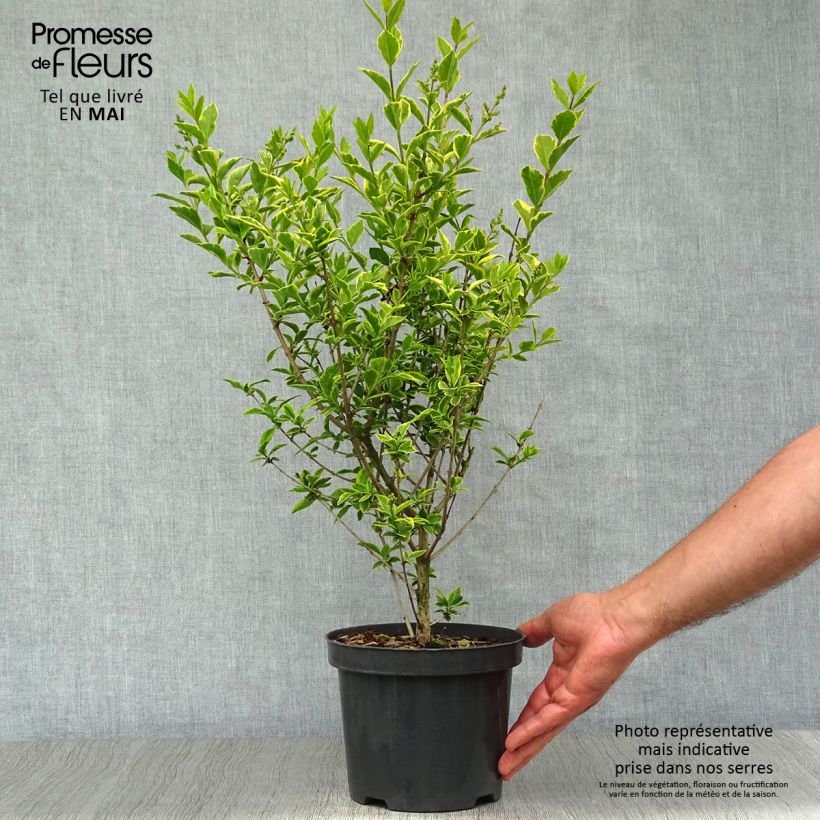 Exemplaar van Ligustrum ovalifolium Aureum - Haagliguster Pot van 2 l/3 l zoals geleverd in de lente