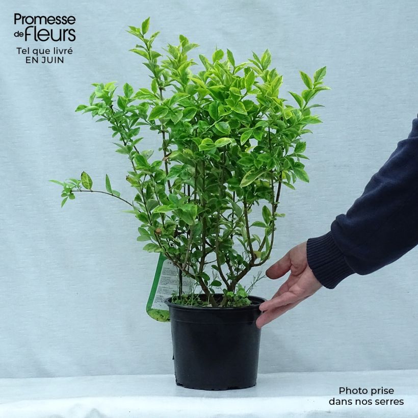 Exemplaar van Ligustrum ovalifolium Aureum - Haagliguster Pot van 2 l/3 l zoals geleverd in de zomer