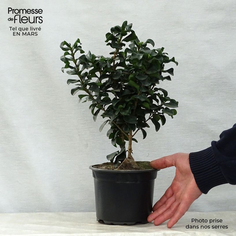 Exemplaar van Ligustrum japonicum Rotundifolium - Japanse liguster Pot van 2 l/3 l zoals geleverd in de lente