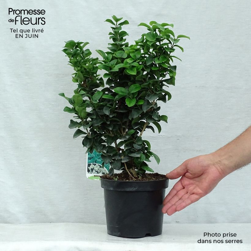 Exemplaar van Ligustrum japonicum Rotundifolium - Japanse liguster Pot van 2 l/3 l zoals geleverd in de zomer