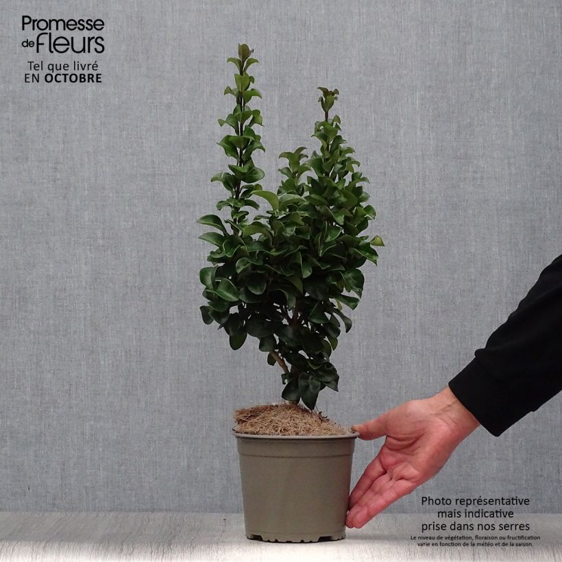 Exemplaar van Ligustrum japonicum Rotundifolium - Japanse liguster Pot van 2 l/3 l zoals geleverd in de herfst