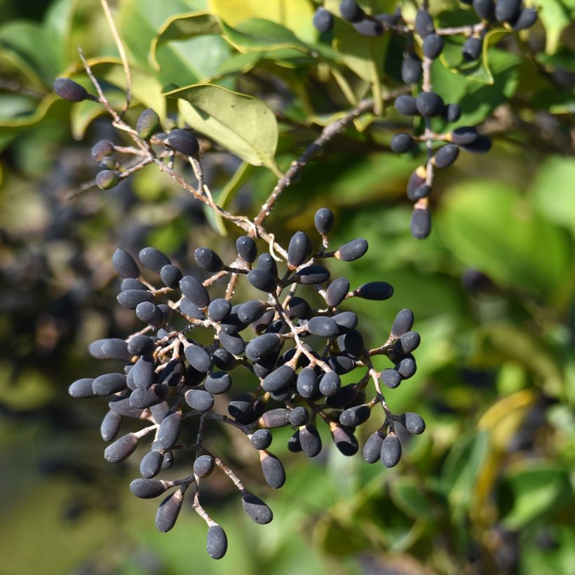 Ligustrum japonicum - Japanse liguster (Harvest)