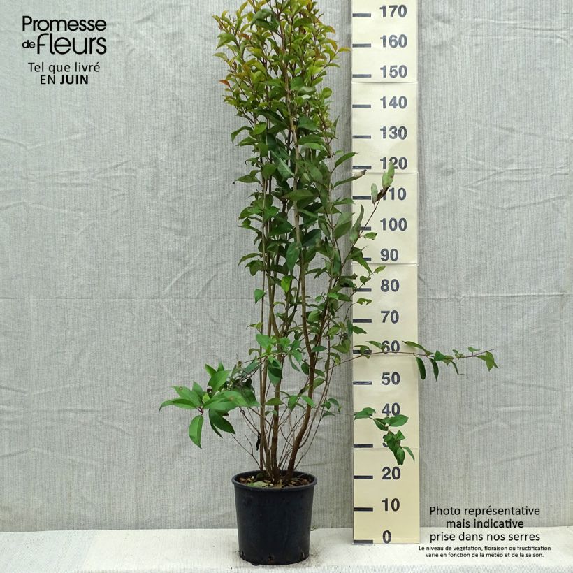 Example of Ligustrum japonicum - Japanse liguster Pot van 7,5 l/10 l as you get in printemps