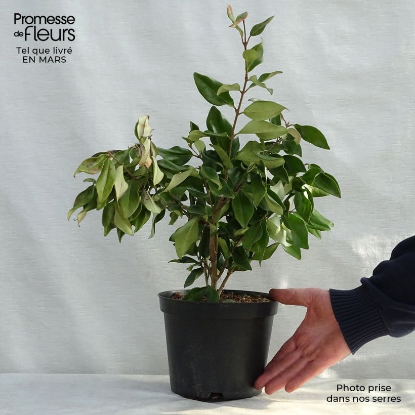 Example of Ligustrum japonicum Texanum - Japanse liguster Pot van 2 l/3 l as you get in printemps