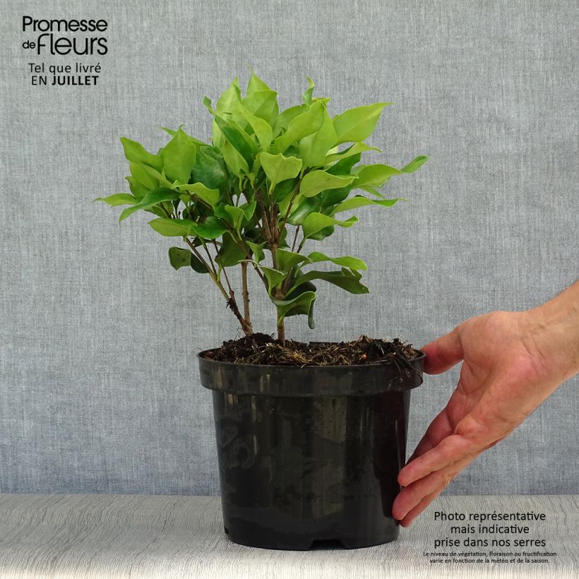 Exemplaar van Ligustrum japonicum Texanum - Japanse liguster Pot van 2 l/3 l zoals geleverd in de zomer